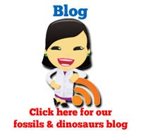 Fossilworks Fossil Molding Kit, Fossils & Dinosaurs: Educational
