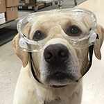 Brody, the EI Science Dog