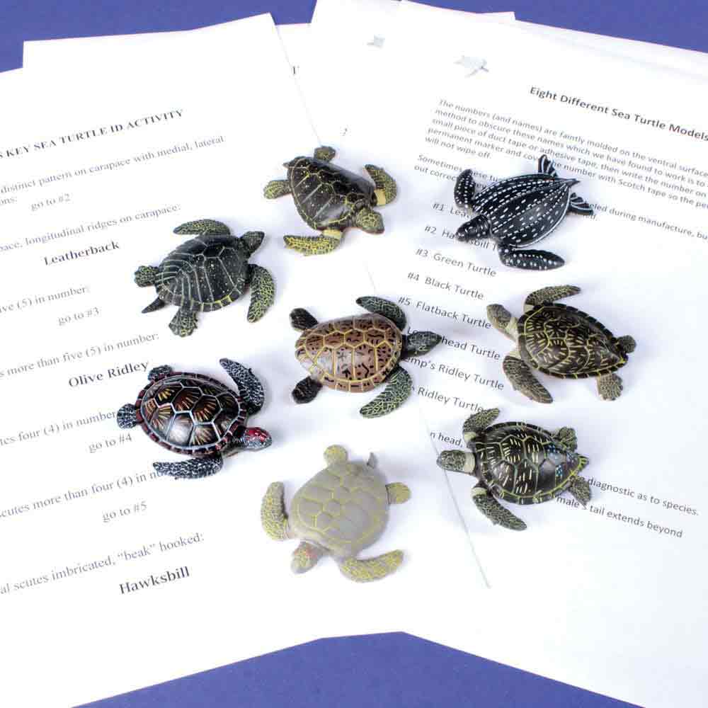 Sea Turtle Dichotomous Key Kit, Critters & Plants: Educational Innovations,  Inc.