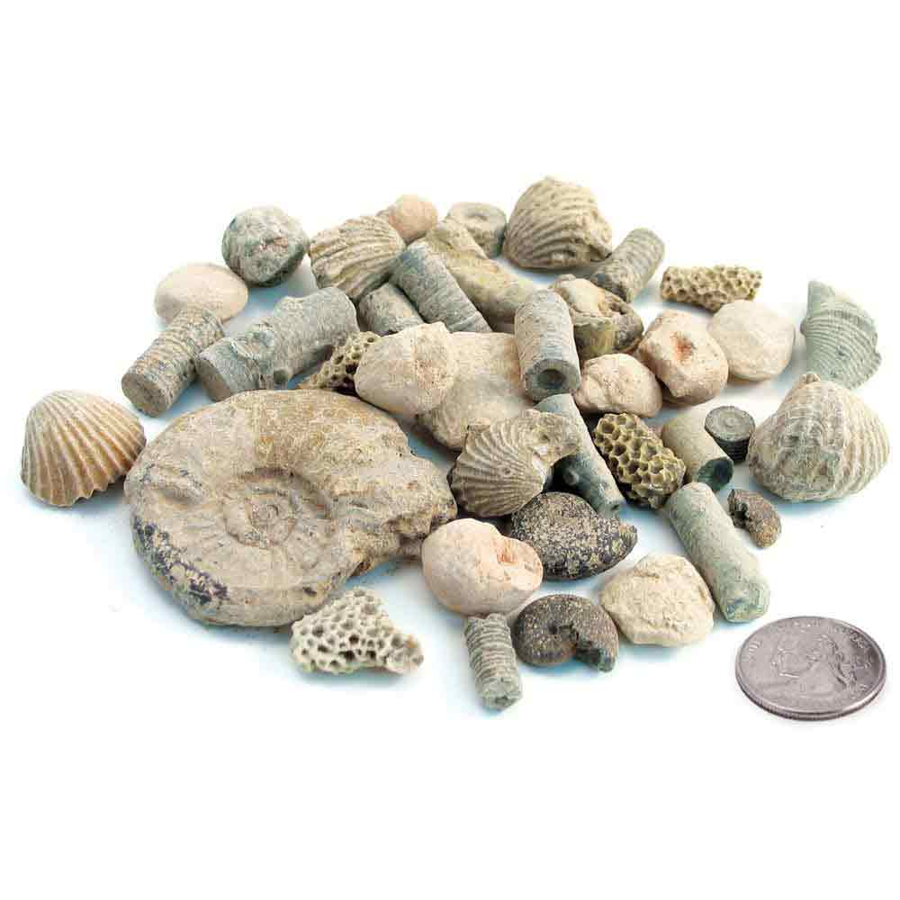 CONTAINS 8 FOSSILS Details about   HAND2MIND DIG & DISPLAY FOSSIL KIT 