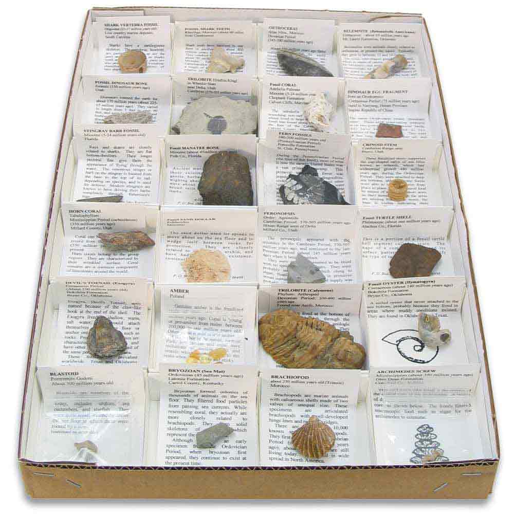 Educational Fossils Collection Set Marine Animal Specimens Teaching Tool 