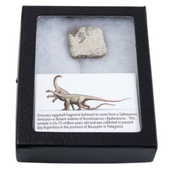 Dinos & Fossils Bundle